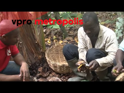 First taste of chocolate in Ivory Coast