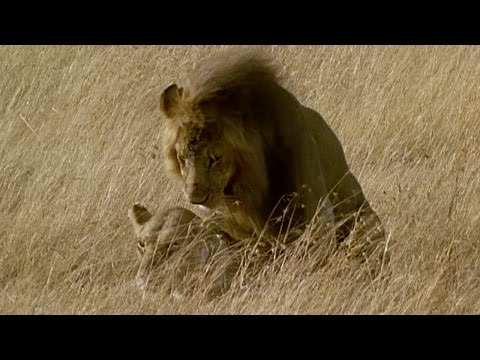 Brutal Lion Infanticide and Mating  - Battle of the Sexes In The Animal World - BBC