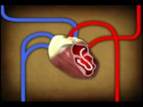 The Circulatory System