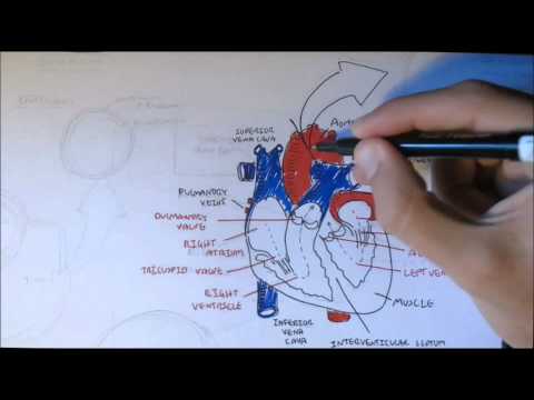 Cardiovascular System Anatomy