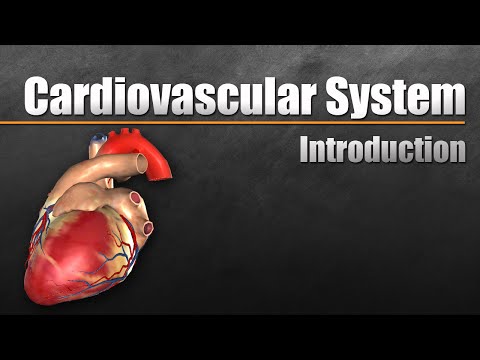 Cardiovascular System In Under 10 Minutes