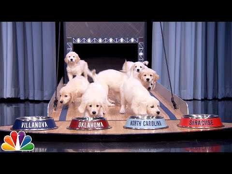 Puppies Predict the 2016 Final Four Championship