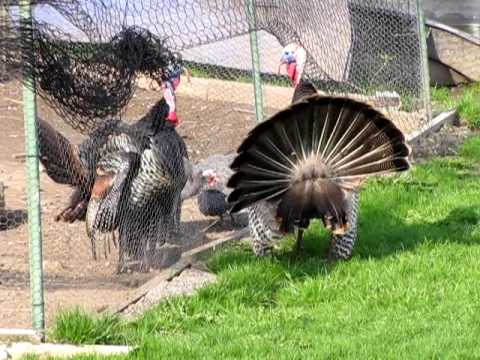 Wild Turkey Vs. Pet Turkey 4/16/10