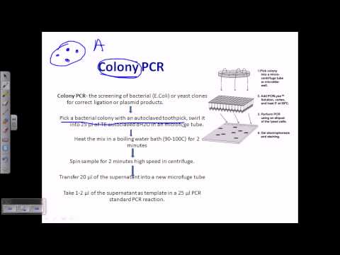 Colony PCR