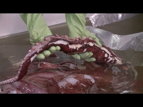 Colossal Squid Examination: Highlights