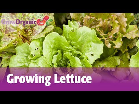 Growing Lettuce