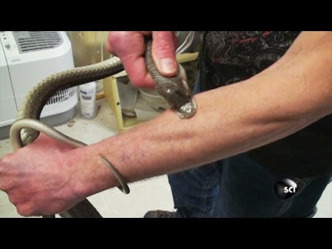 Surviving a Black Mamba Bite