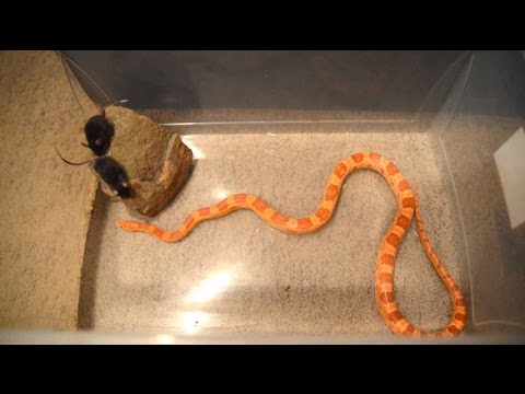 Corn snake vs 2 live mice