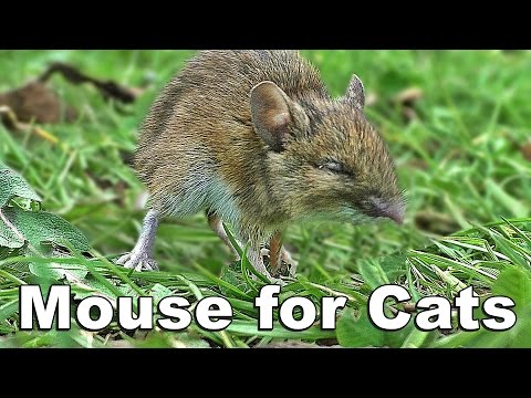 Mouse Video for Cats to Watch - Mice