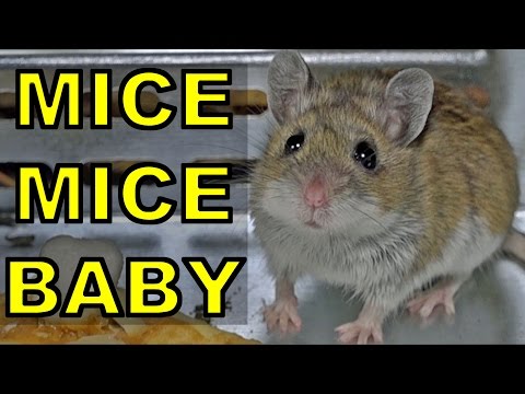 How NOT to Keep Mice Out of an RV!