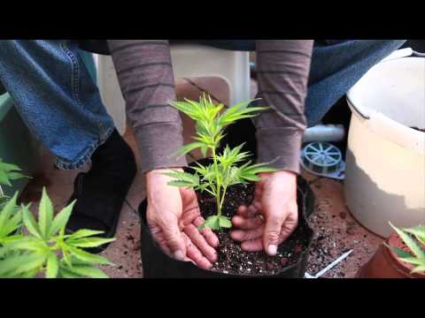 Grow Cannabis – What a difference a pot makes... – by Jorge Cervantes