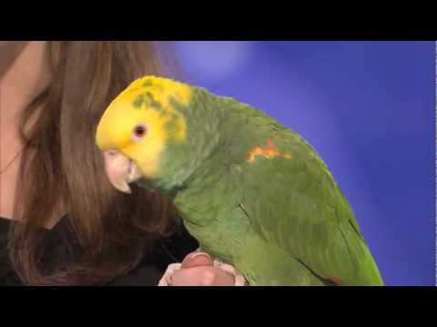 Echo the talking bird from Animal Gardens - America's Got Talent  Audition - Season 6