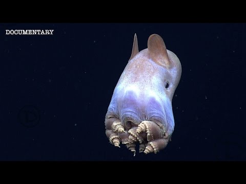 Mariana Trench | The Deepest Place On The Planet