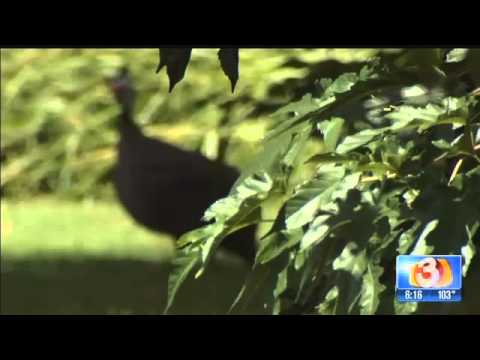 Arizona neighbors crying foul over fowl complaint   azfamilycom 3TV  Phoenix Breaking News Weather S