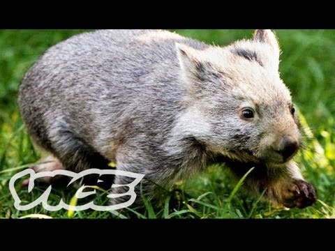 Baby Wombat Orphans!