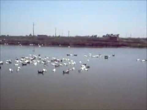 Integrated duck-fish culture in Egypt