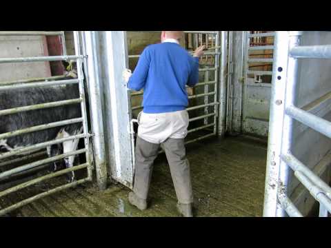 Drafting big numbers of cattle- Tullow mart