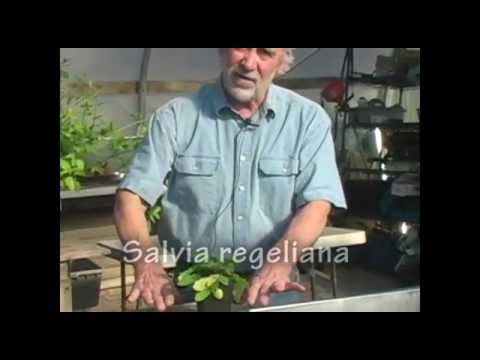 Dividing Herbaceous Perennial Salvias