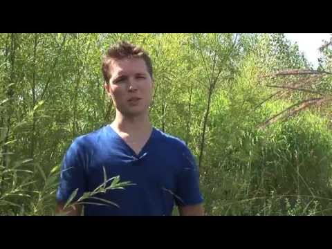 Biomass: Woody or Herbaceous? video