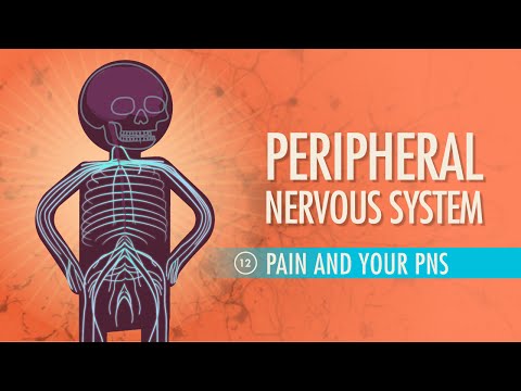 Peripheral Nervous System: Crash Course A&P #12