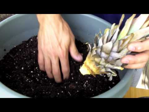 Pineapple Plants: How to Grow a Pineapple