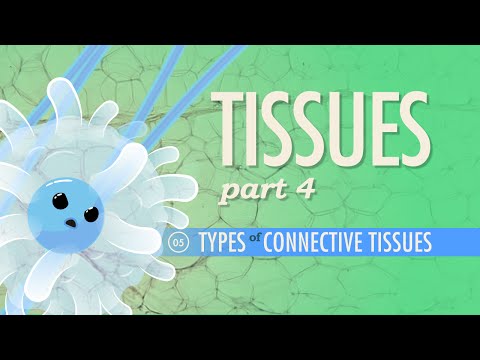 Tissues, Part 4 - Types of Connective Tissues: Crash Course A&P #5