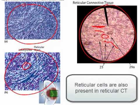 Connective Tissue Part 1