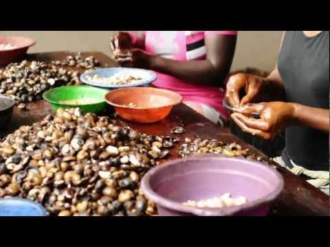 Cashew Nut Processing - Peace Corps Ghana