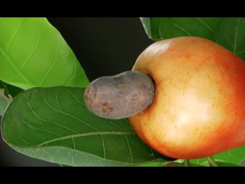 Ever wondered where cashew nuts come from?