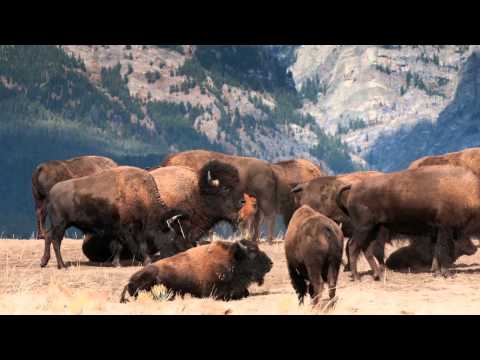 Return of the Bison:  A Conservation Biology Perspective