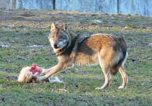 The grey wolf or gray wolf (Canis lupus), also known as simply wolf, is the largest wild member of the Canidae family. It is an ice age survivor originating during the Late Pleistocene around 300,000 years ago.