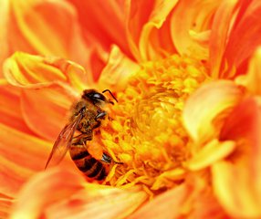 An Africanized bee extracts nectar from a flower as pollen grains stick to its body in Tanzania. Africanized bees (known colloquially as "killer bees") are hybrids between European stock and one of the African subspecies A. m. scutellata; they are often more aggressive than and do not create as much of a surplus as European bees, but are more resistant to disease and are better foragers