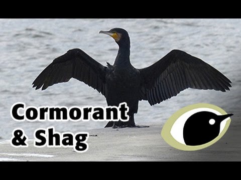 BTO Bird ID - Cormorant and Shag