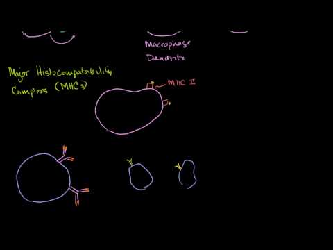 Professional Antigen Presenting Cells (APC) and MHC II complexes