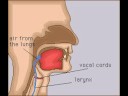 The Human Voice System