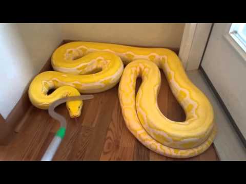 Reticulated Python handling in defense mode