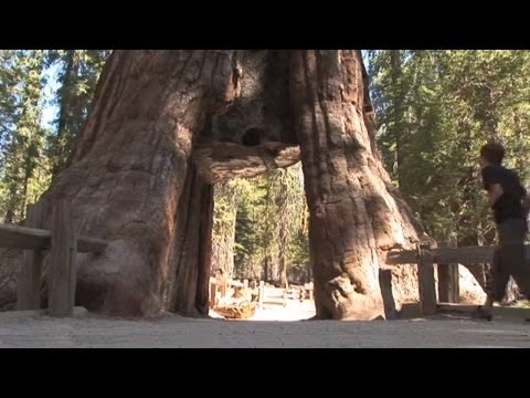 Experience Yosemite National Park, California