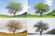 A tree changing through the four seasons.