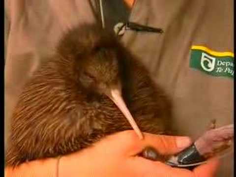 Kiwis: Saving The World's Cutest Endangered Birds