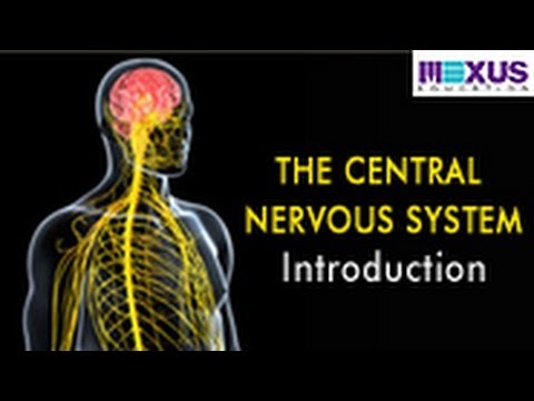 The Central Nervous System- Introduction