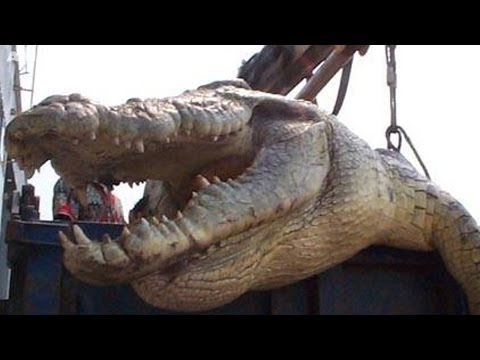 5 of the WORLD'S BIGGEST CROCODILES ever caught on film! ULTIMATE CROC compilation!