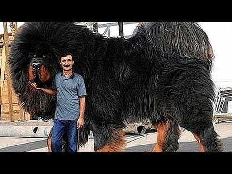 Top 10 Biggest Dog Breeds