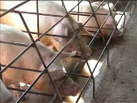 Animal Welfare Aspects of Good Agricultural Practice pig farming Part 1 of 3