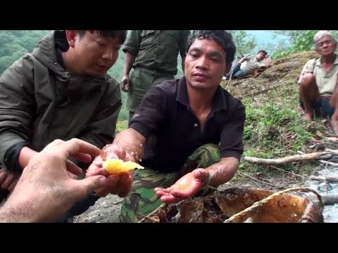 Hallucinogen Honey Hunters - Hunting mad honey - documentary