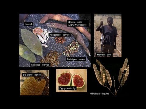 CARTA: The Evolution of Human Nutrition