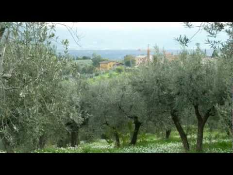 Olive Oil: How It's Made in Italy