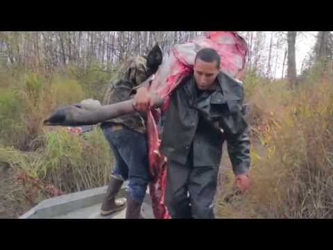 Alaska Moose Hunting 2015