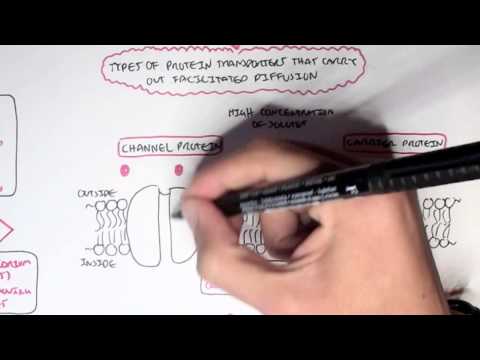 (Passive) Diffusion - Simple and Facilitated