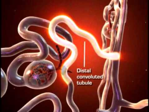 Nephron - the Functional Unit of Kidney