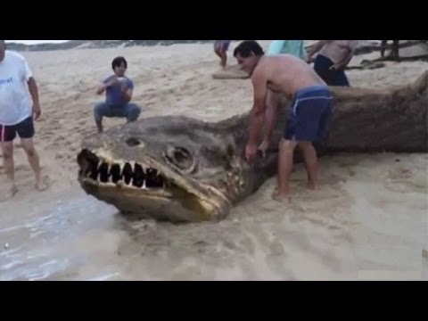 REAL SEA MONSTERS (BEST CRYPTID DOCUMENTARY EVER)